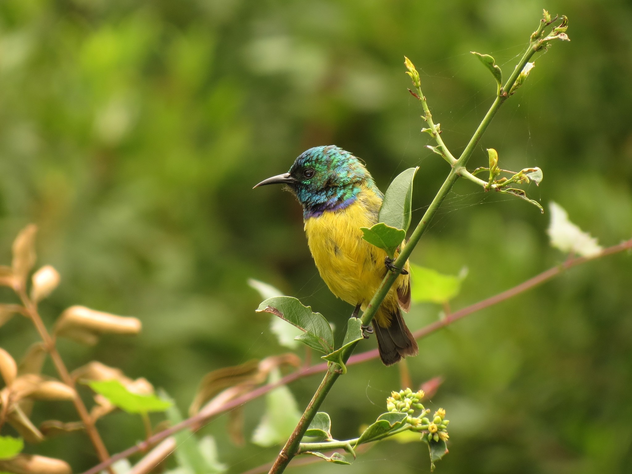 Collared Sunbird illustration