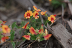 Podolobium procumbens