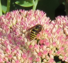 Vespula acadica