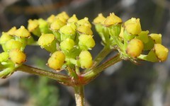 Notobubon collinum