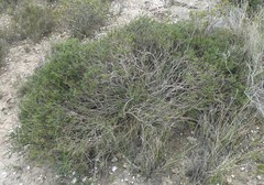 Notobubon collinum