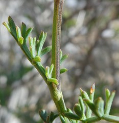 Notobubon collinum