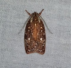 Euchaetis metallota