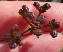 Notobubon collinum