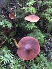Cortinarius smithii