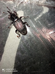 Odoiporus longicollis