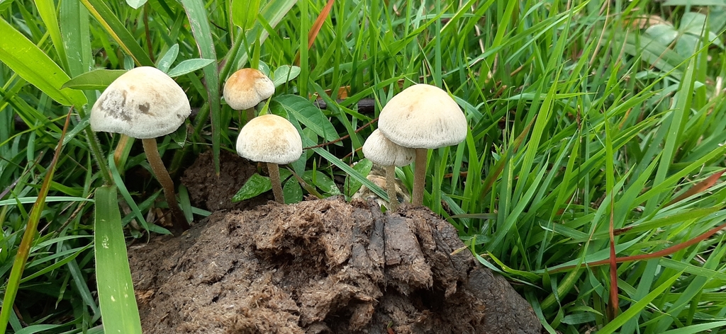 Panaeolus cyanescens · November 2020 · photo: © yoannisd (iNaturalist, cc-by)