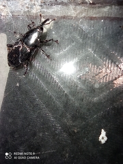 Odoiporus longicollis