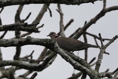Streptopelia vinacea