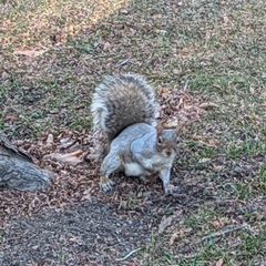 Sciurus carolinensis