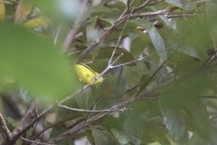 Zosterops senegalensis