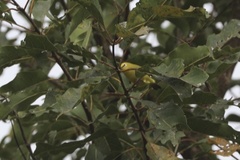 Zosterops senegalensis