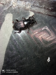 Odoiporus longicollis