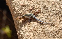 Trachylepis quinquetaeniata