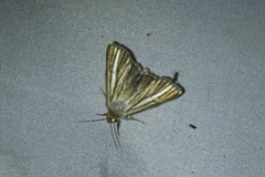 Heliocheilus cramboides