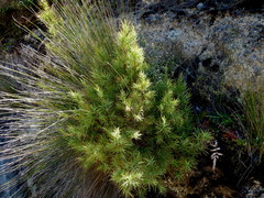 Dracophyllum trimorphum