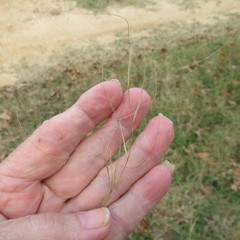 Aristida oligantha