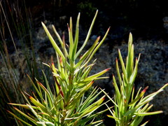 Dracophyllum trimorphum