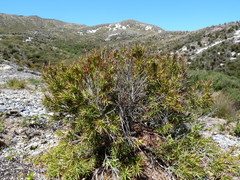 Dracophyllum trimorphum