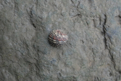 Nerita histrio