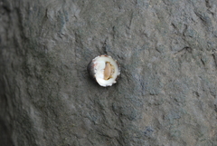 Nerita histrio