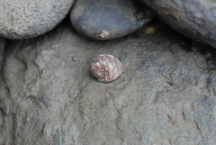 Nerita histrio