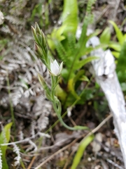 Thelymitra longifolia