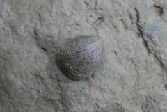 Nerita planospira