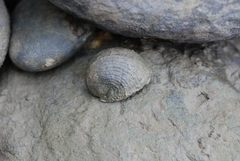Nerita planospira