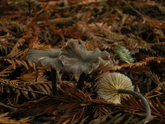 Entoloma diversum