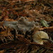 Leptonia diversa - Photo (c) David Largent, algunos derechos reservados (CC BY-NC), uploaded by David Largent