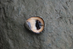 Nerita planospira