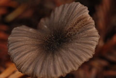 Entoloma diversum