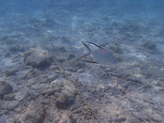 Trachinotus goodei