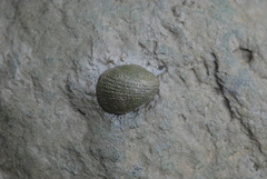 Nerita planospira