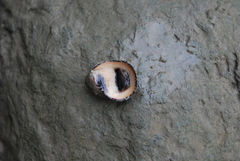 Nerita planospira