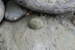 Nerita planospira