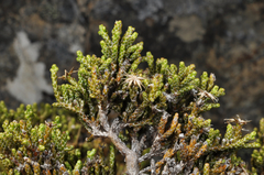 Helichrysum parvifolium
