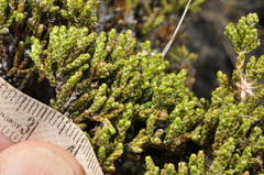 Helichrysum parvifolium