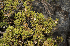 Helichrysum parvifolium