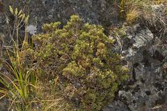 Helichrysum parvifolium
