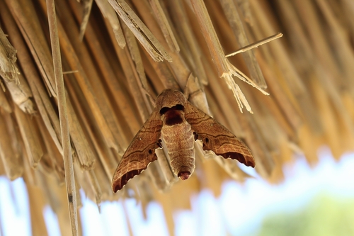 Likoma apicalis