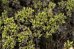 Helichrysum parvifolium