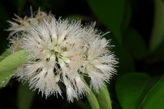 Syzygium pyrifolium