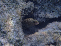 Gymnothorax miliaris