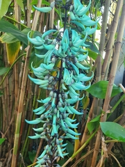 Strongylodon macrobotrys