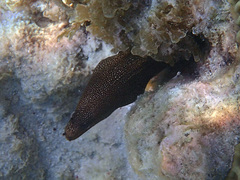 Gymnothorax miliaris