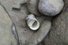Nerita striata