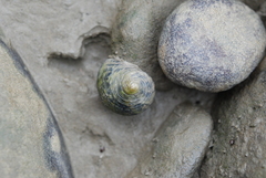 Nerita striata
