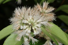 Syzygium pyrifolium